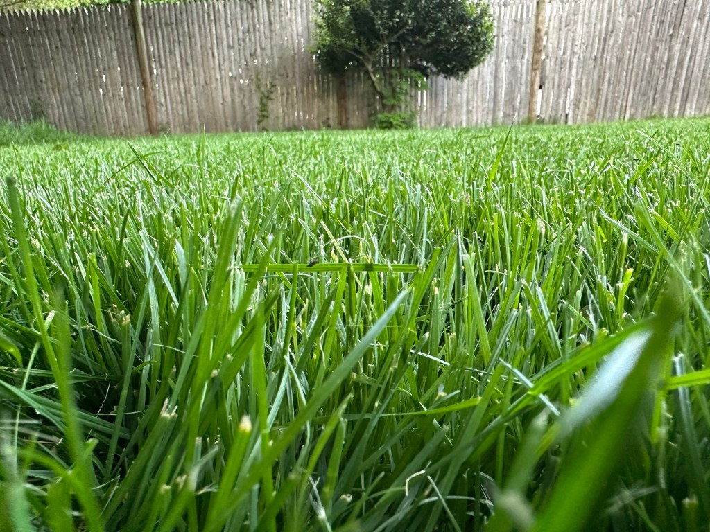 How I Stopped Killing My Lawn – And Finally Got the Yard I&nbsp;Wanted