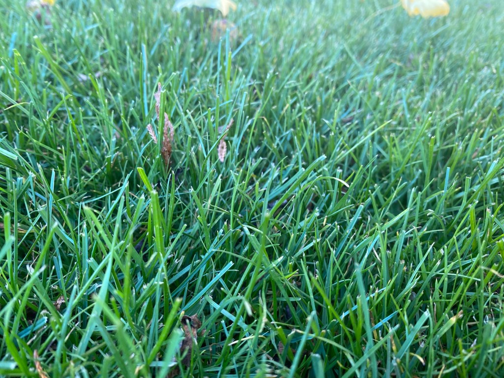 How to Overseed a Patchy Lawn in Fall: My Real-World&nbsp;Method